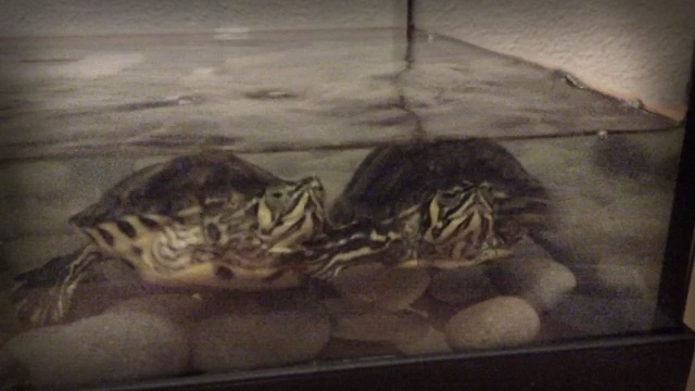 Churri la primera, Jimmy es el segundo