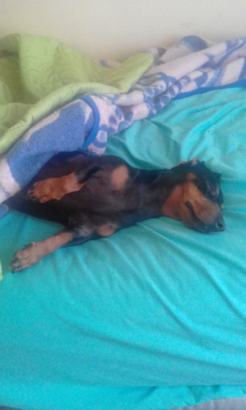 mi perro que tiene 2 años 4 meses y 10 días, espero que viva muchos años mas :)