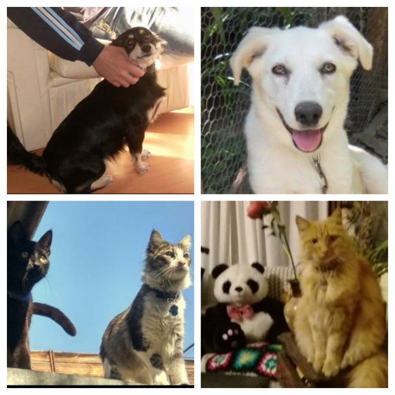 Chica, Mota, Chimuelo, Artyom, Relena