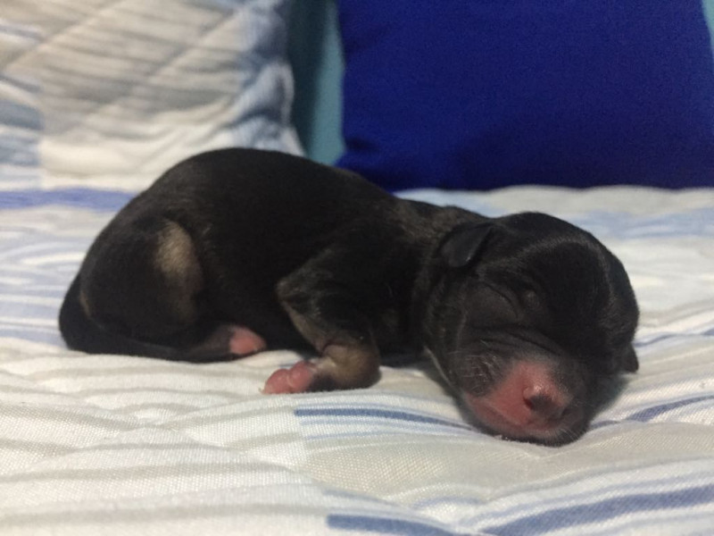 Esta es Pipa. Todavía está con su mamá. Tiene 2 dias