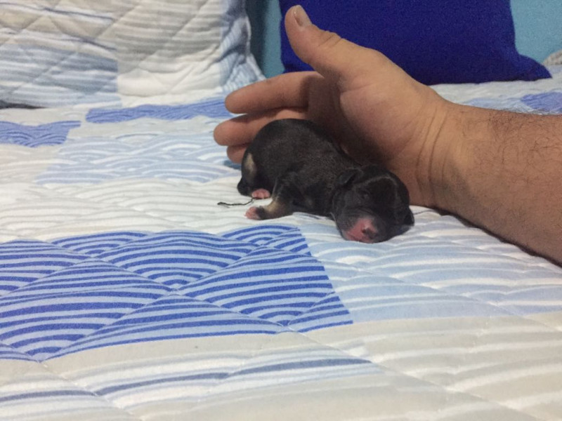 Entra en la palma de una mano