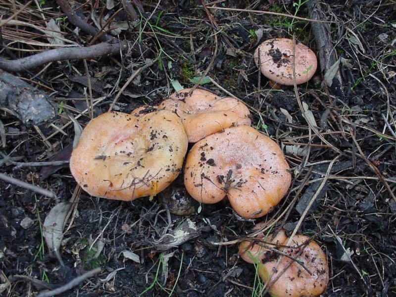 Guíscanos o Níscalos en el monte *-*